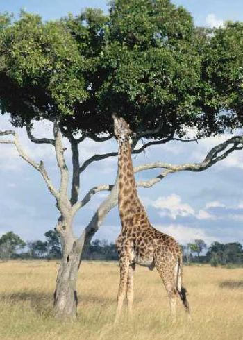 hungry giraffe grows